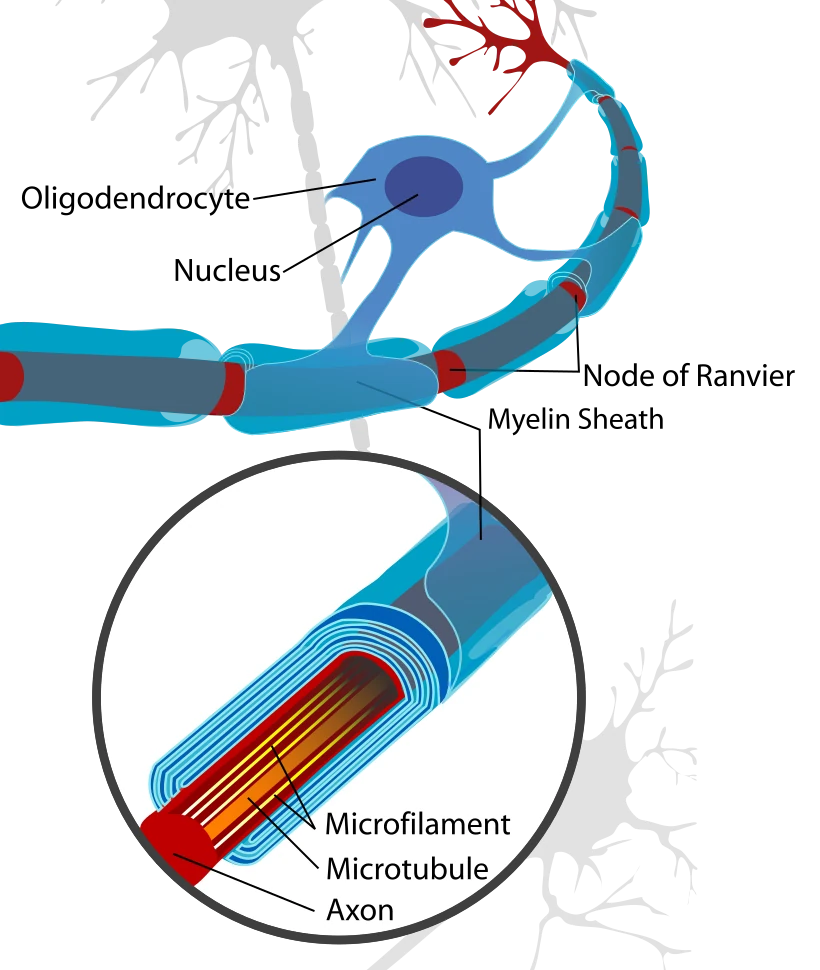 Educational diagram of a neuron, an oligodendrocyte and its myelin sheath