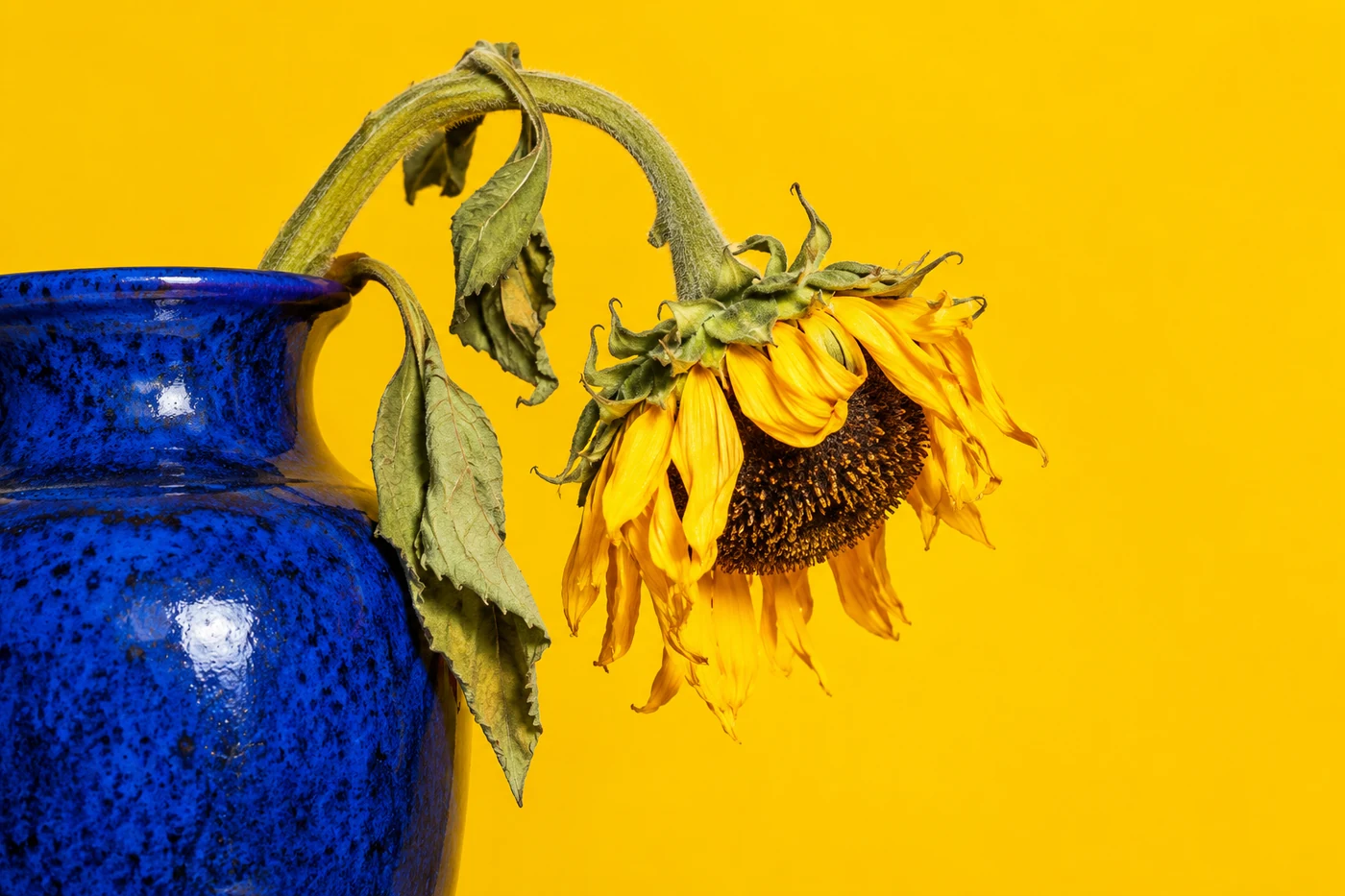 A wilted sunflower in a blue vase, an editorial metaphor for low energy